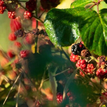 brombeeren-herbst-scaled.jpg