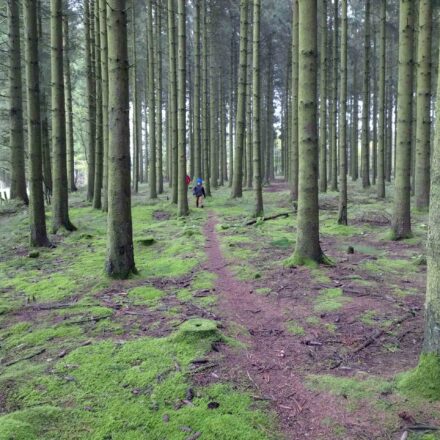 buetgenbacher-wald-scaled.jpg