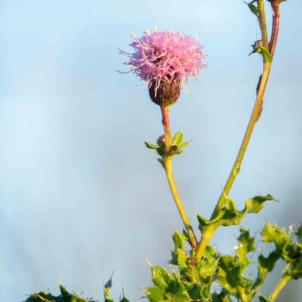 herbstblume-scaled.jpg