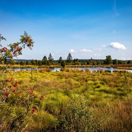 wunderschöne Landschaft des Hohen Venns unter einem klaren, blauen Himmel. Im Vordergrund steht ein Strauch mit leuchtend roten Beeren, der den Blick auf eine weite, grüne Moorlandschaft mit Gräsern und niedrigem Bewuchs eröffnet. Im Hintergrund sieht man einen ruhigen, kleinen See, umgeben von Bäumen und weiterem Grün, das sich sanft in die Ferne erstreckt. Die friedliche Atmosphäre des Hohen Venns wird durch das natürliche Zusammenspiel von Farben und die Ruhe der Szenerie hervorgehoben.