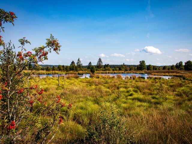 wunderschöne Landschaft des Hohen Venns unter einem klaren, blauen Himmel. Im Vordergrund steht ein Strauch mit leuchtend roten Beeren, der den Blick auf eine weite, grüne Moorlandschaft mit Gräsern und niedrigem Bewuchs eröffnet. Im Hintergrund sieht man einen ruhigen, kleinen See, umgeben von Bäumen und weiterem Grün, das sich sanft in die Ferne erstreckt. Die friedliche Atmosphäre des Hohen Venns wird durch das natürliche Zusammenspiel von Farben und die Ruhe der Szenerie hervorgehoben.