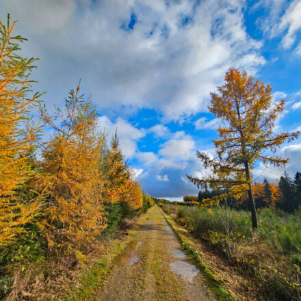 November Groad Ride Gravel Richtung Bütgenbacher Heck