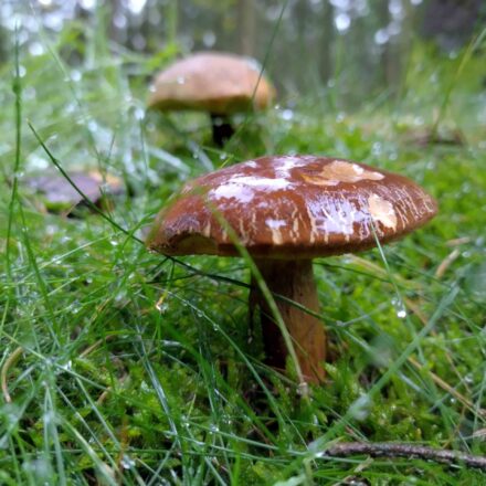 pilze-scaled.jpg