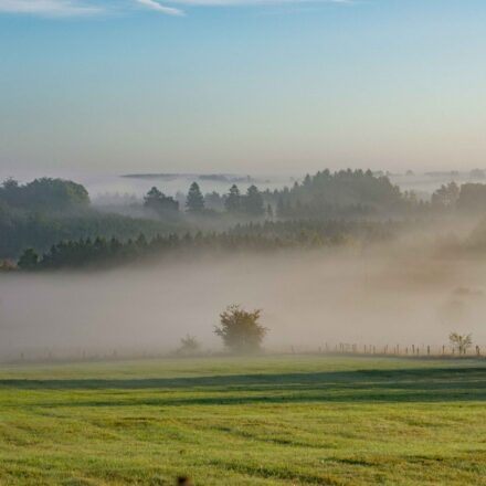 robertville-heckenlandschaft-im-nebel-scaled.jpg