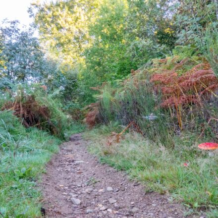 wanderweg-fliegenpilz-scaled.jpg